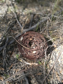 barb wire nest